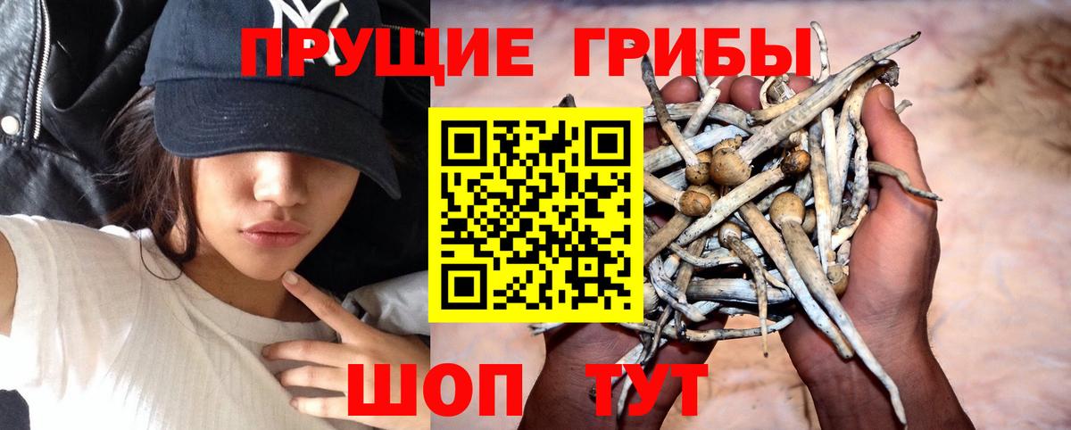 Псилоцибиновые грибы MAGIC MUSHROOMS Кириши